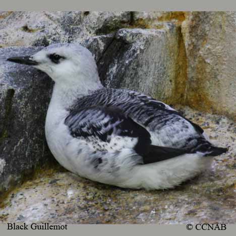 Birds of North America