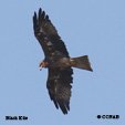 Black Kite