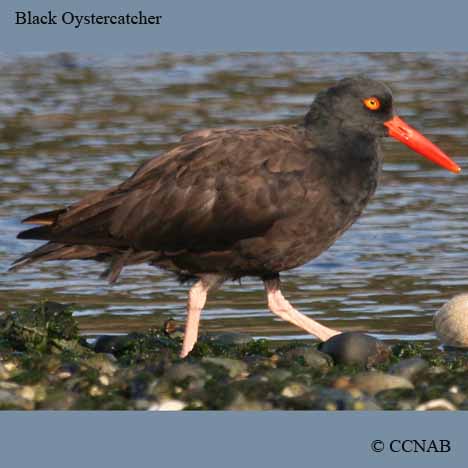 North American Oystercatchers