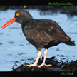 Black Oystercatcher songs and calls