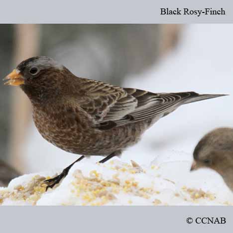Birds of North America