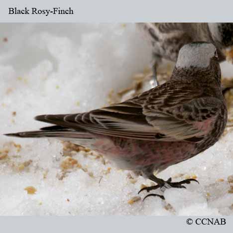 Birds of North America