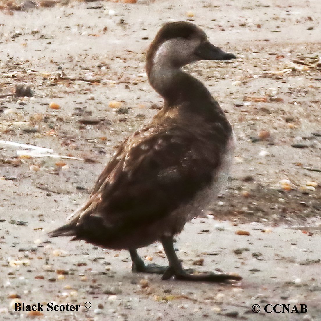 Birds of North America