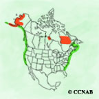 Black Scoter range map