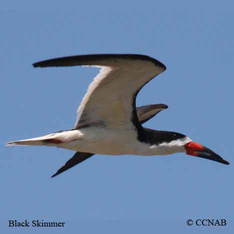 Birds of North America