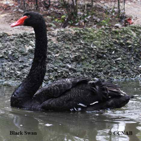 Black Swan