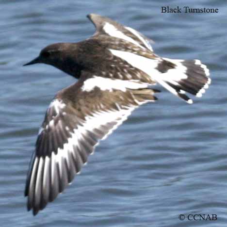 Birds of North America
