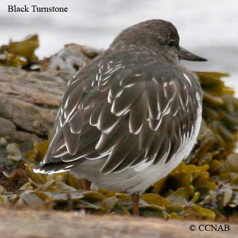 Birds of North America