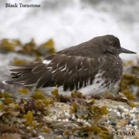 Birds of North America