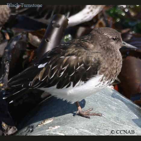 North American Turnstones