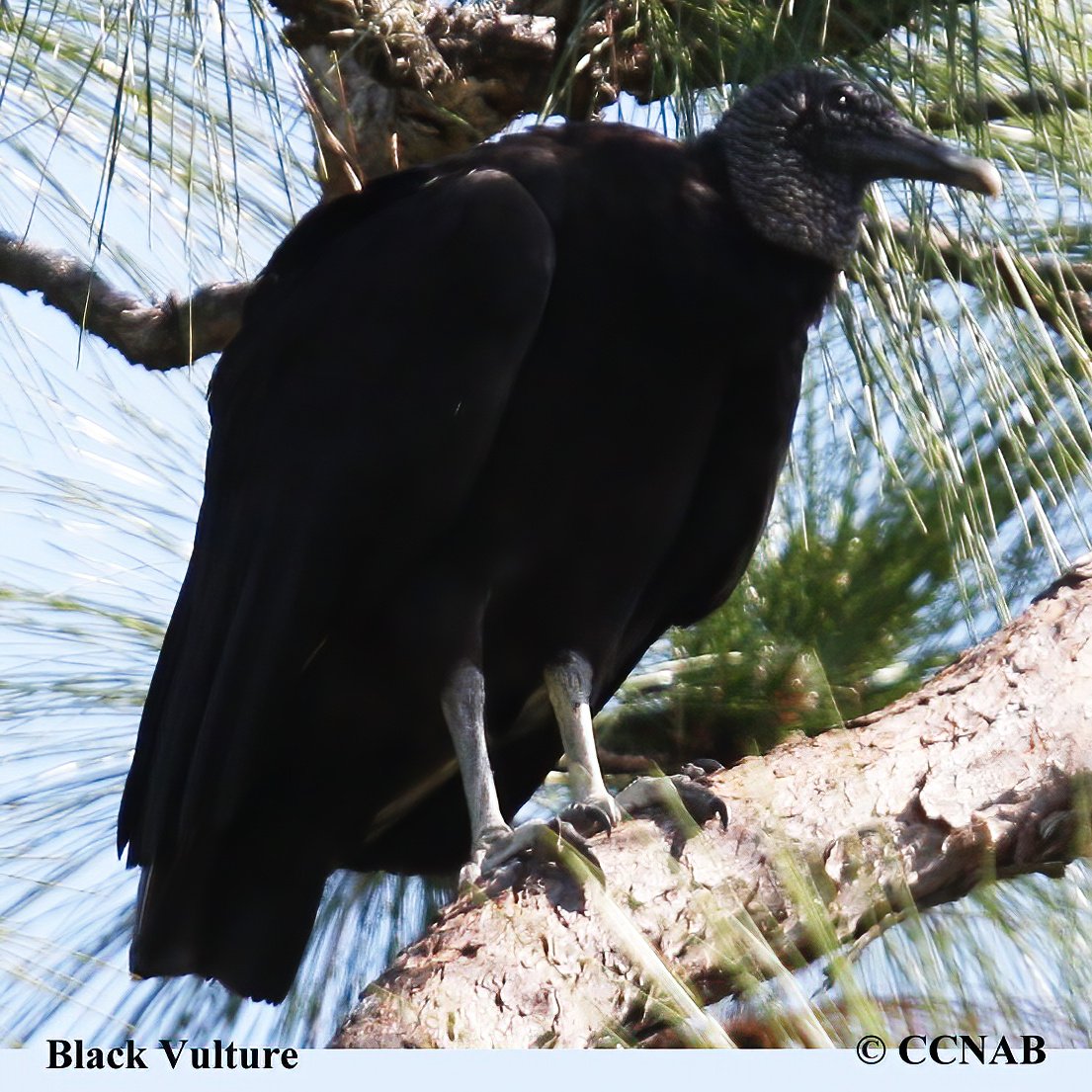 Birds of North America