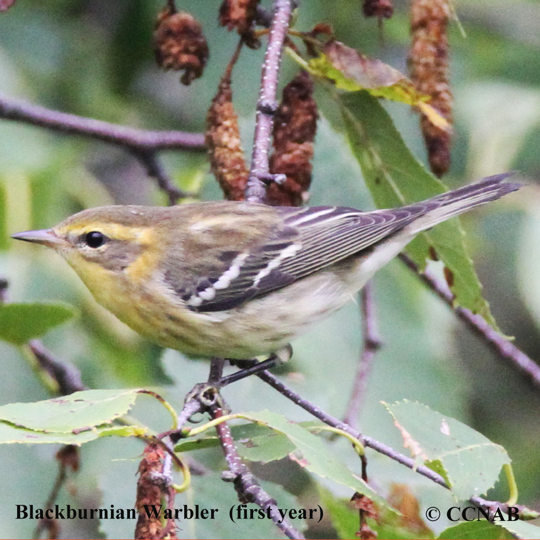 Birds of North America