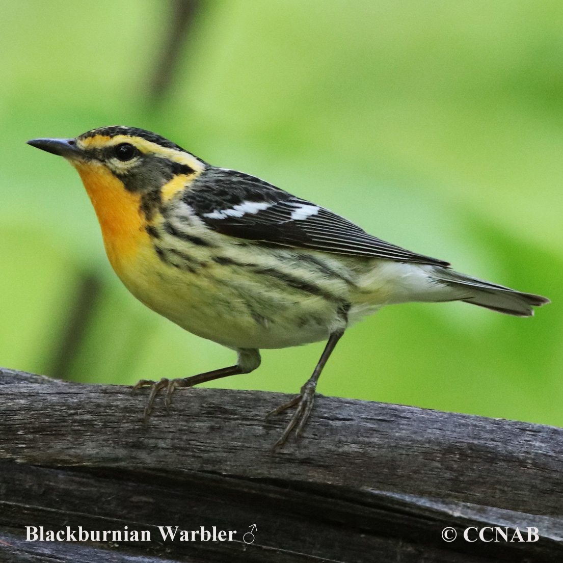 Birds of North America