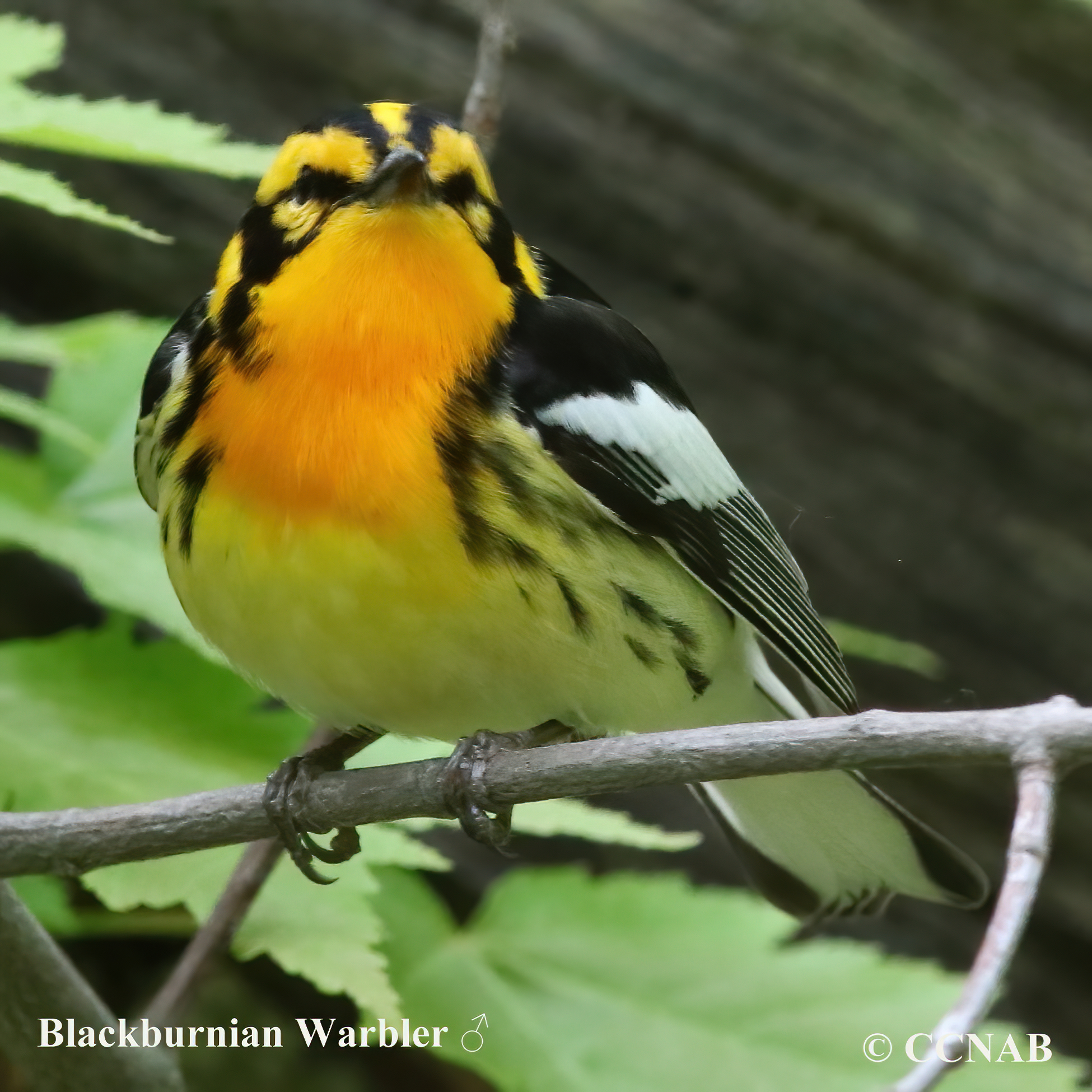 Birds of North America