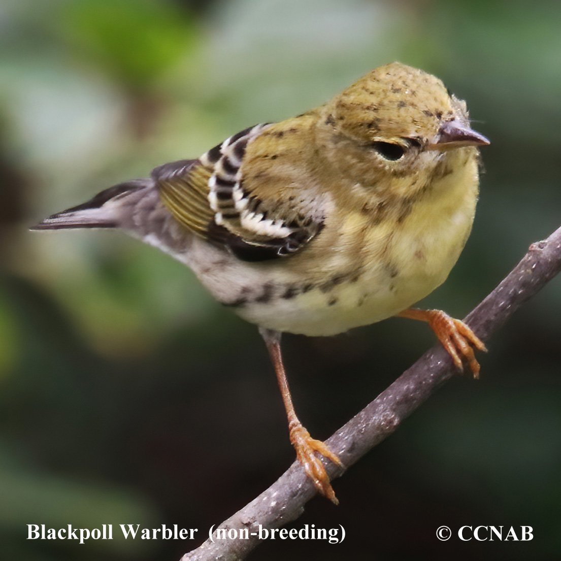 Birds of North America