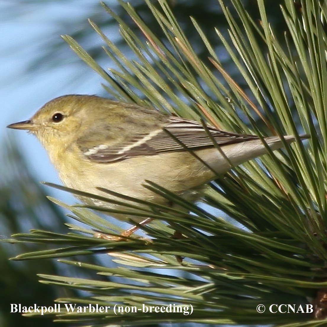 Birds of North America