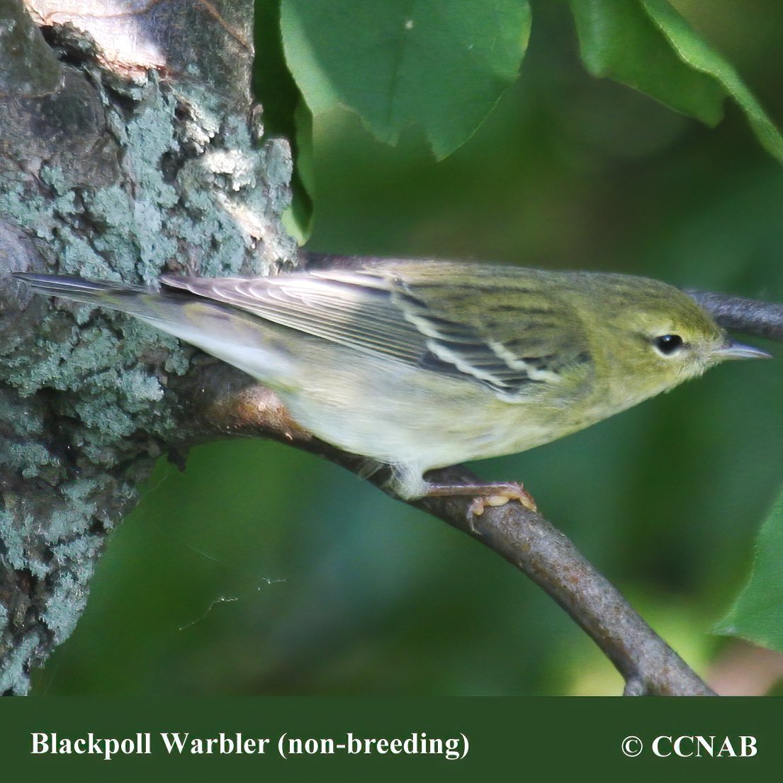 Birds of North America