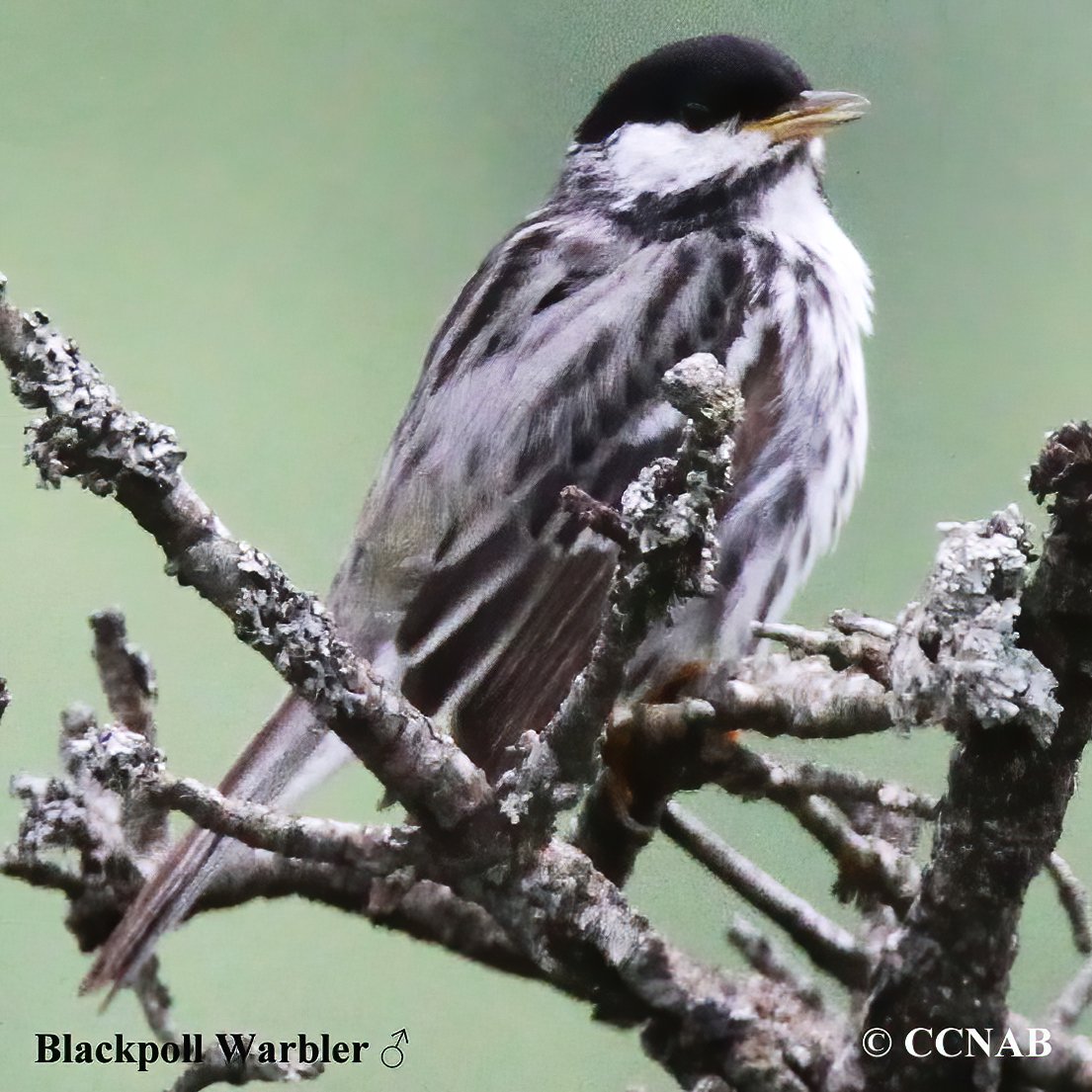 North American Warblers