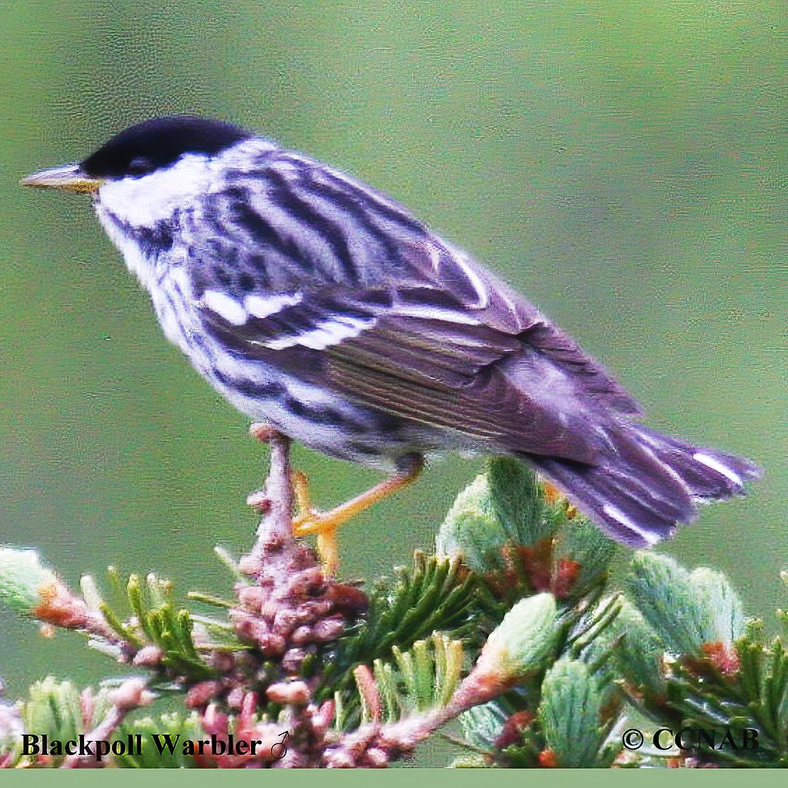 Birds of North America