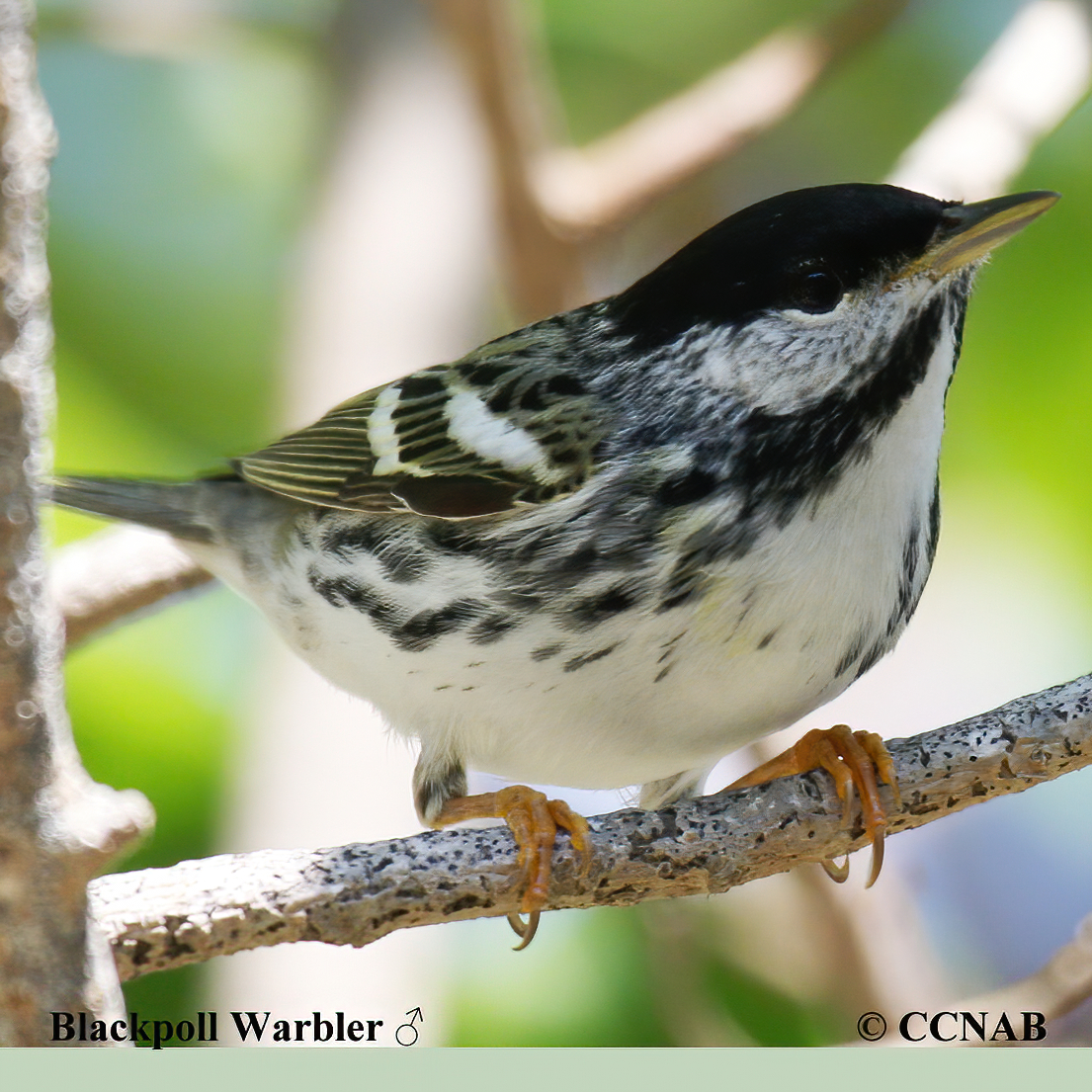 Blackpoll Warbler