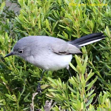 Birds of North America