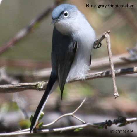 Birds of North America