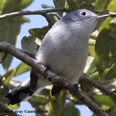 Birds of North America