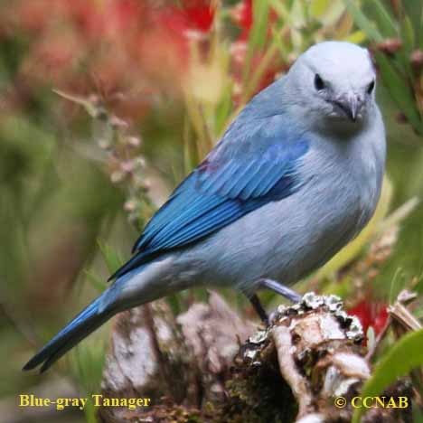 Birds of North America