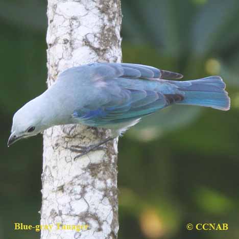 Birds of North America