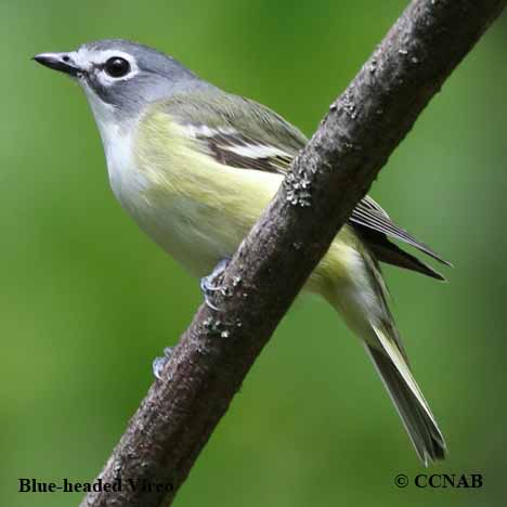 Birds of North America