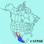 Blue-throated Mountain-gem range map