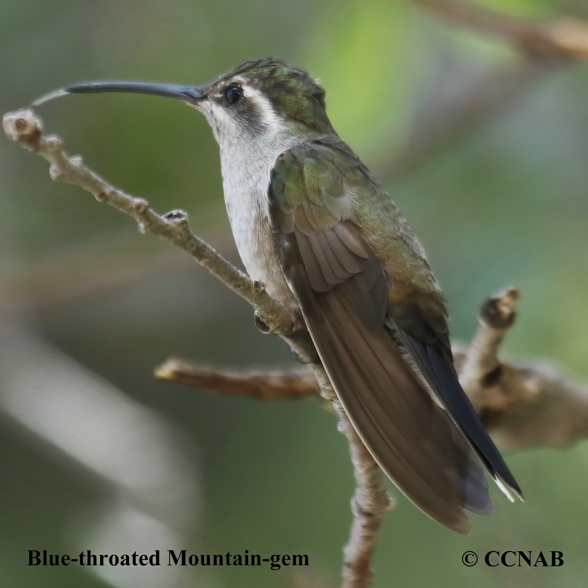 Birds of North America
