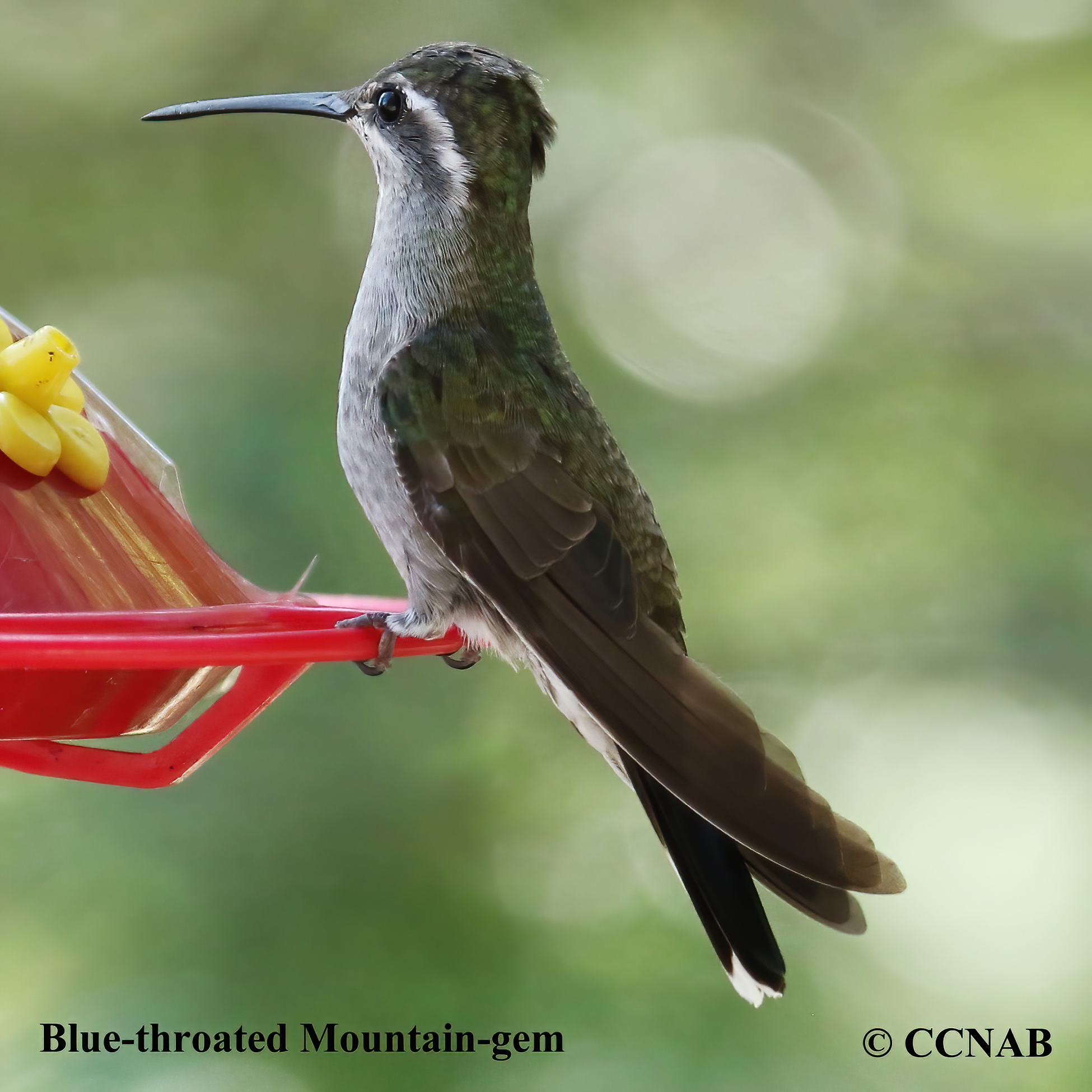 Birds of North America