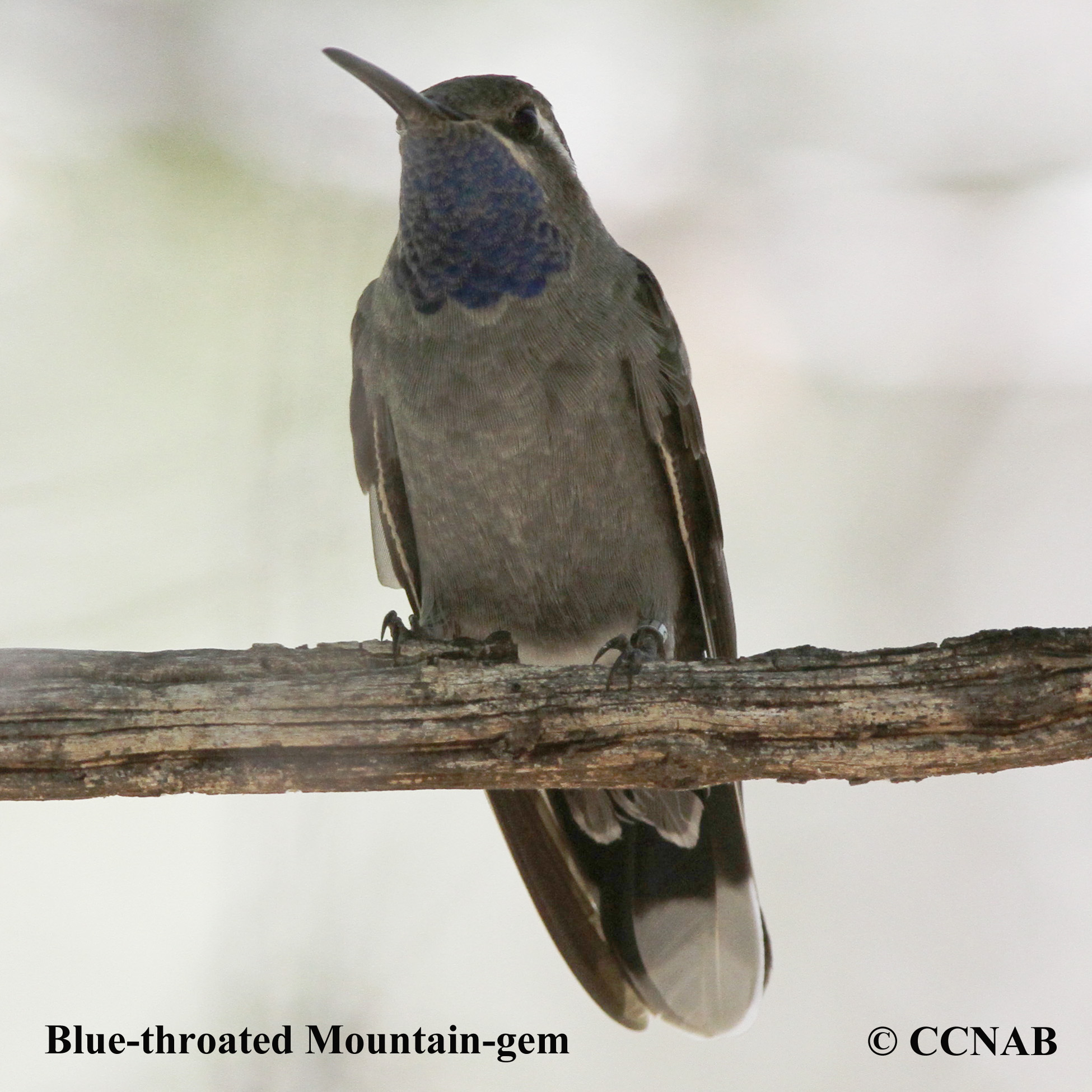 Birds of North America