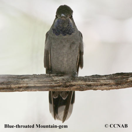 Blue-throated Mountain-gem