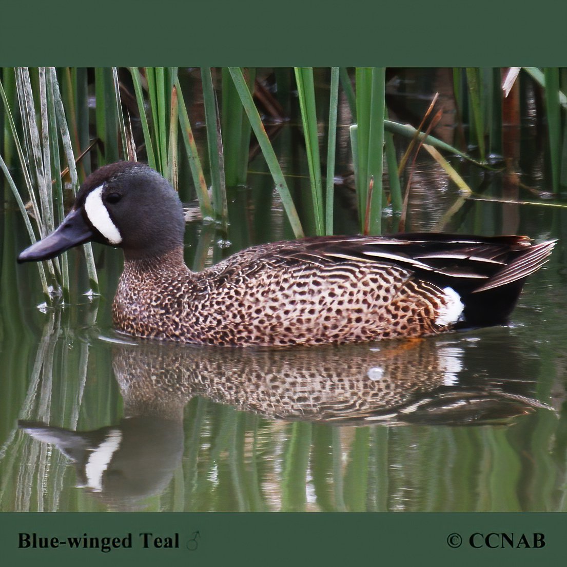 North American Teals