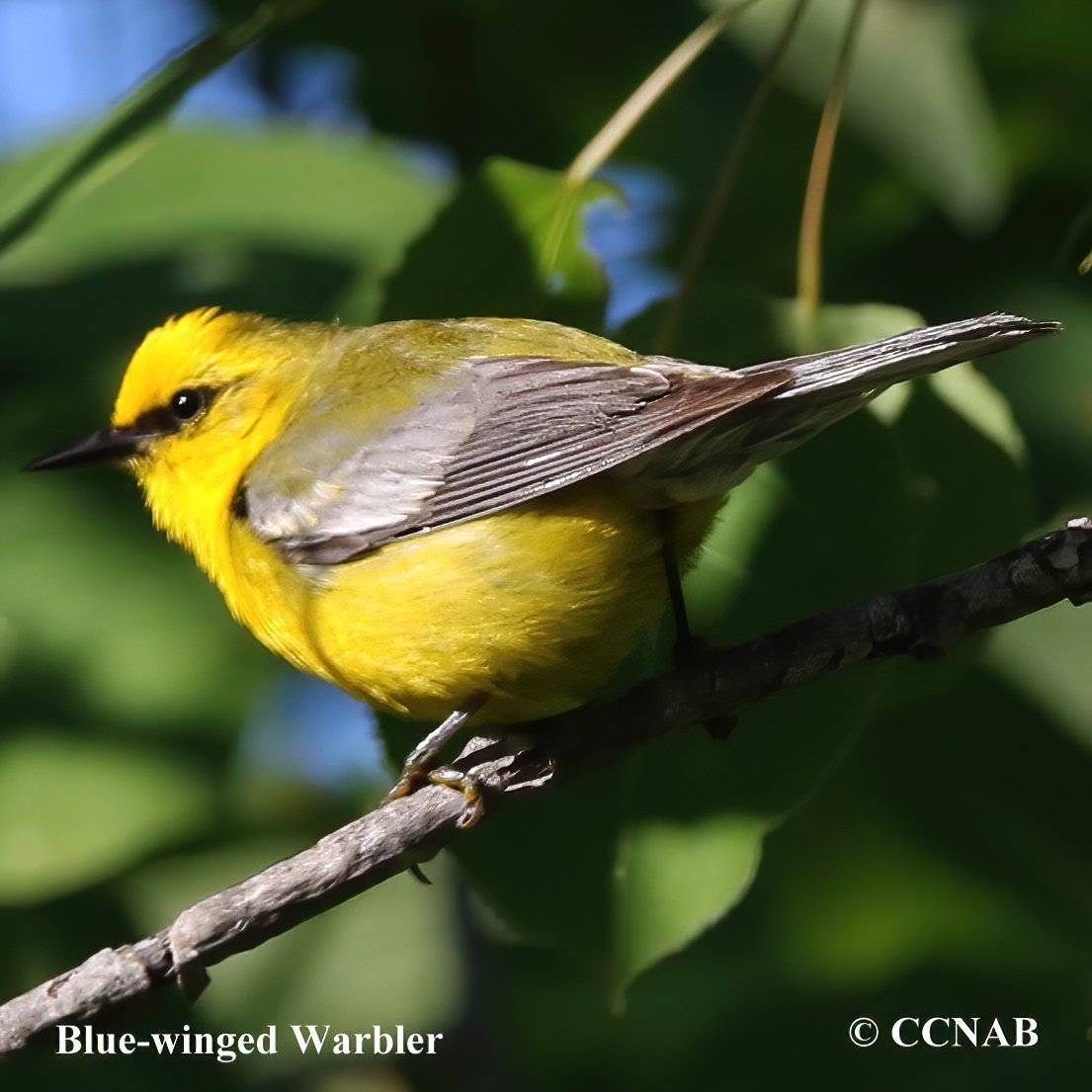 Birds of North America