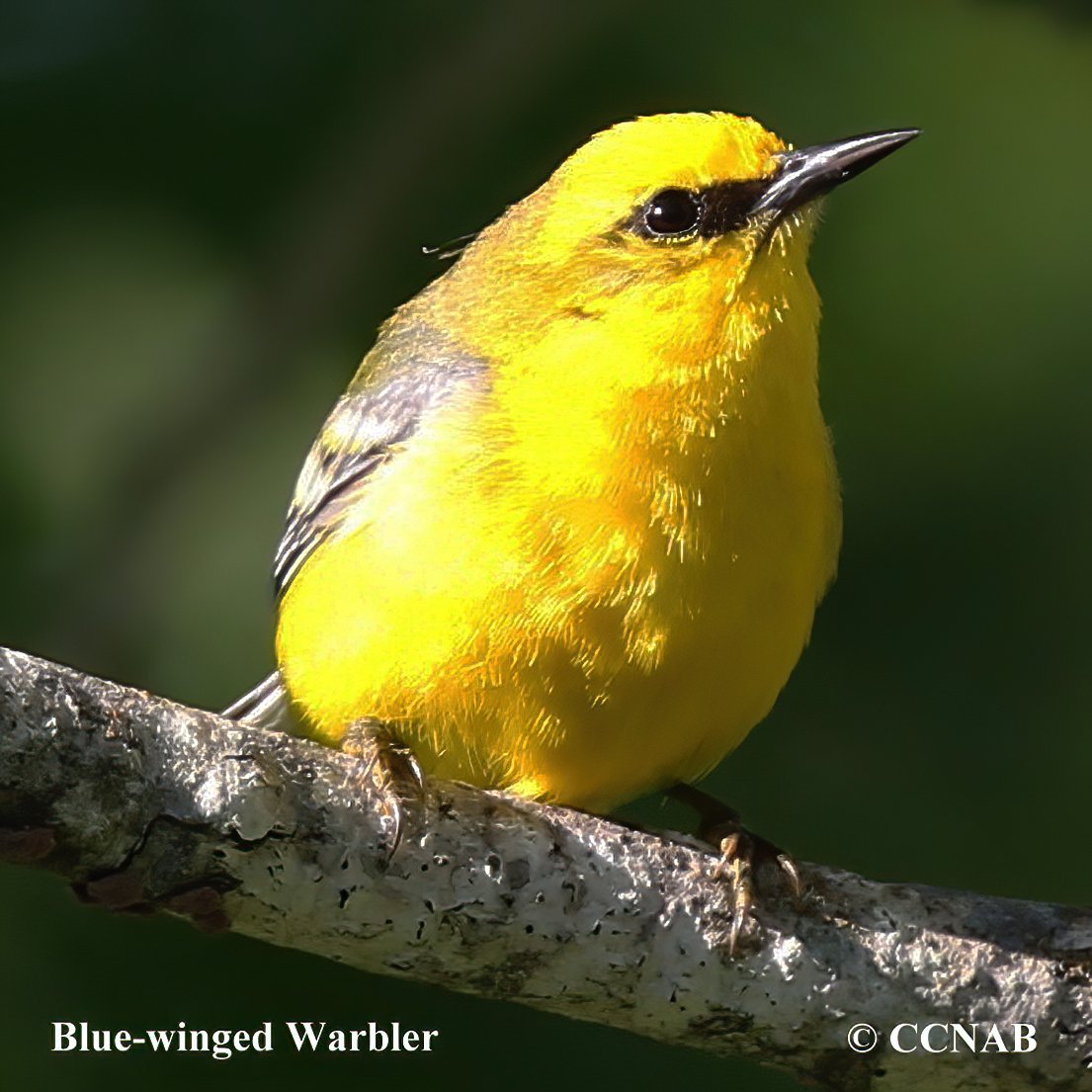 Birds of North America