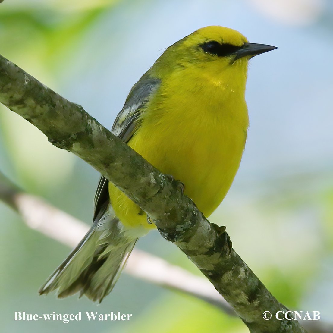 Birds of North America
