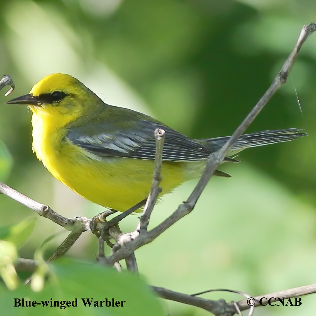 Birds of North America