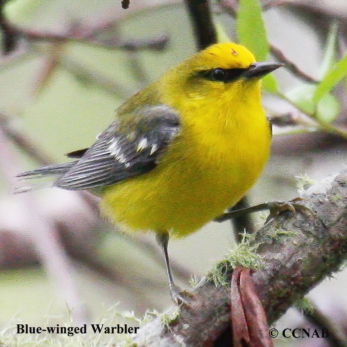 Birds of North America