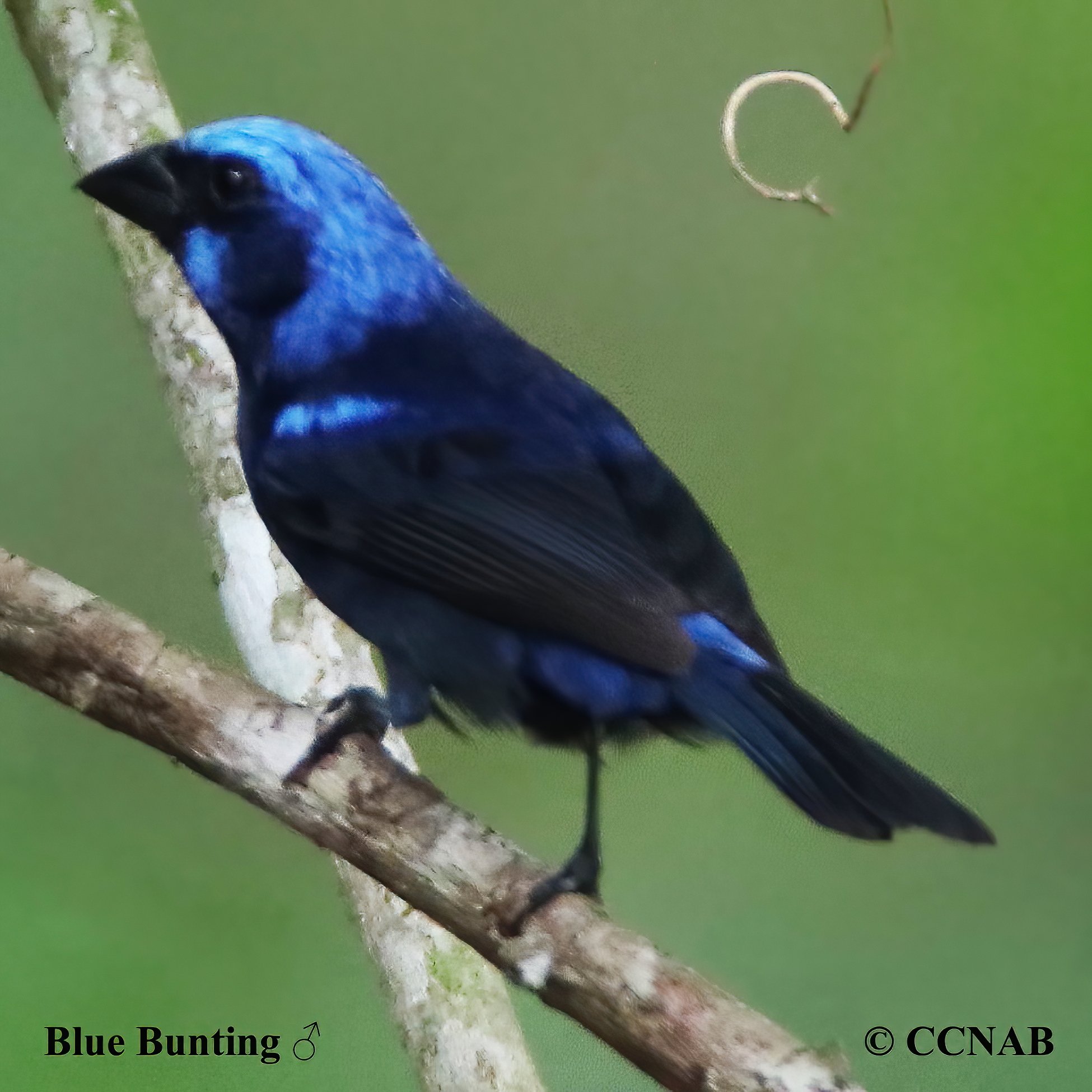 Blue Bunting (Cyanocompsa parellina)