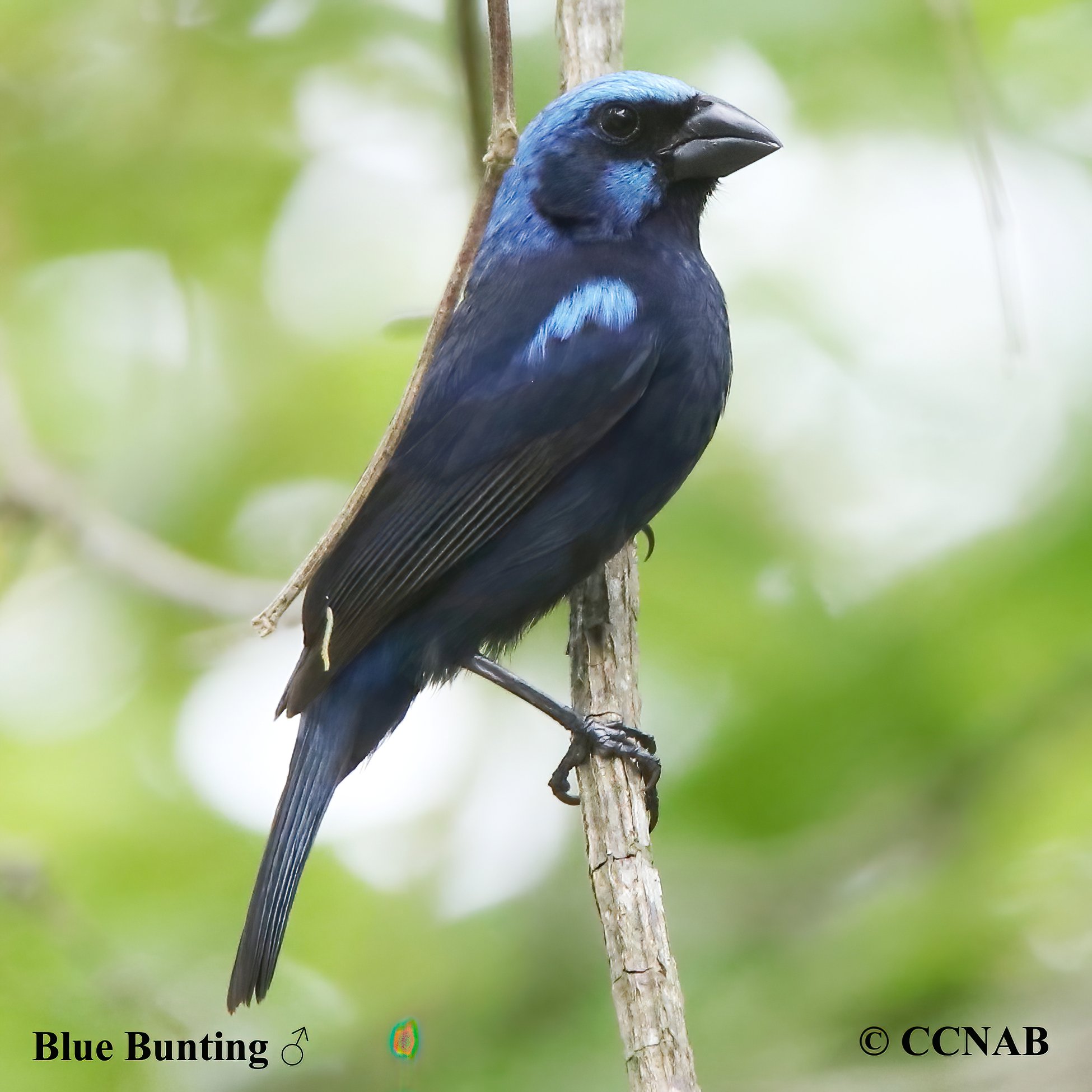 Blue Bunting (Cyanocompsa parellina)