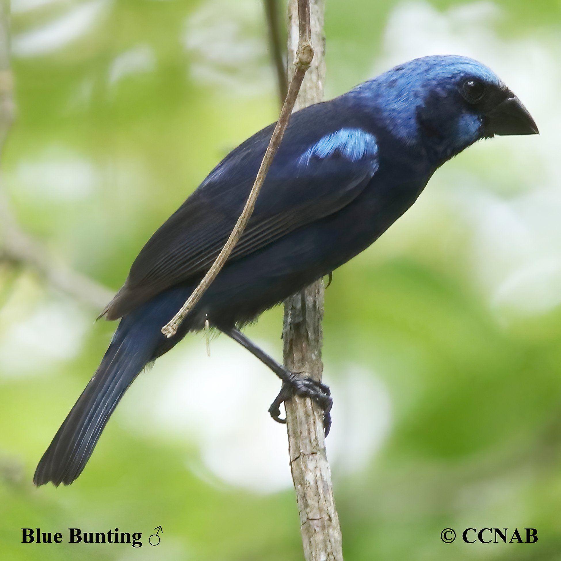 Blue Bunting (Cyanocompsa parellina)