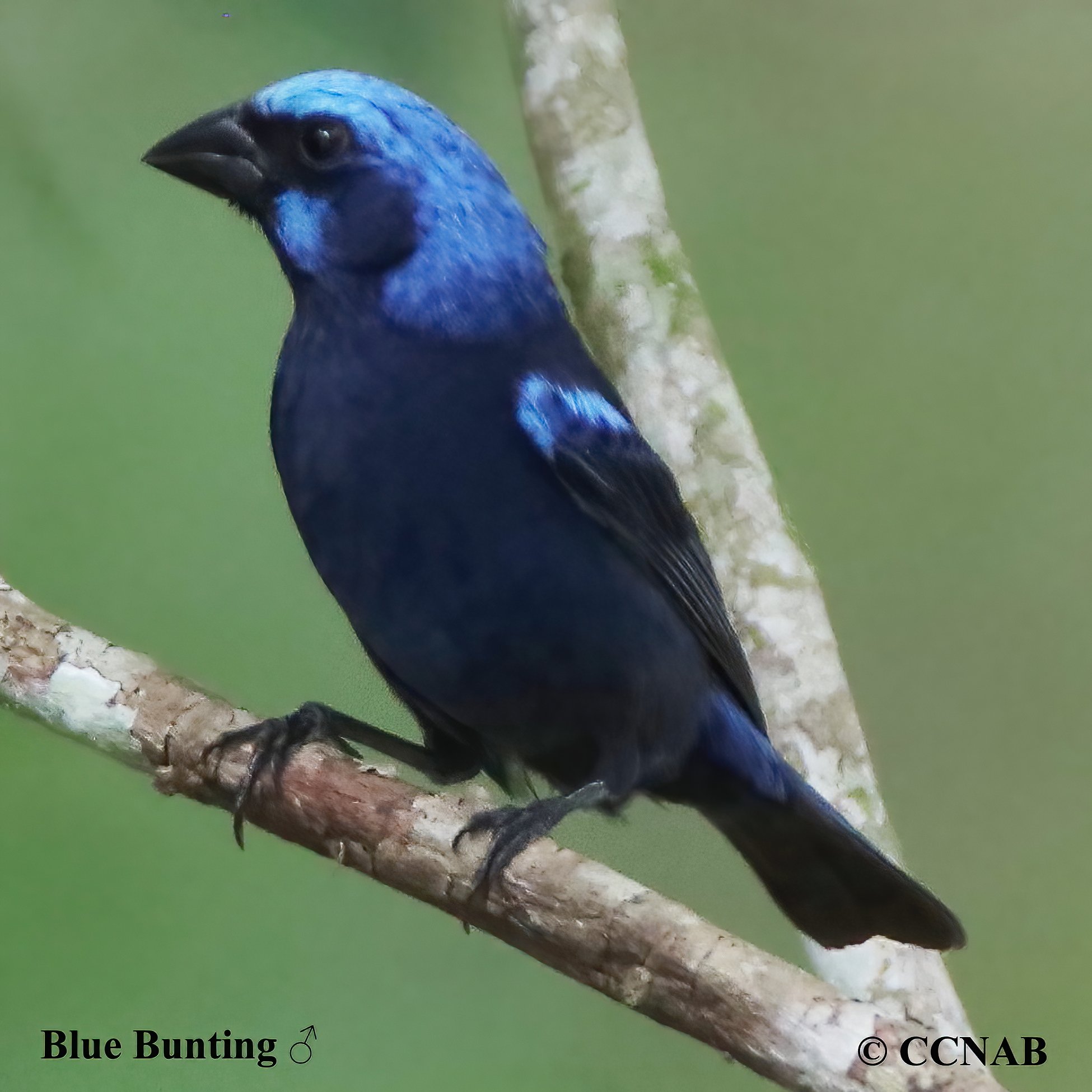 Blue Bunting (Cyanocompsa parellina)