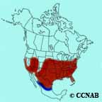 Blue Grosbeak range map