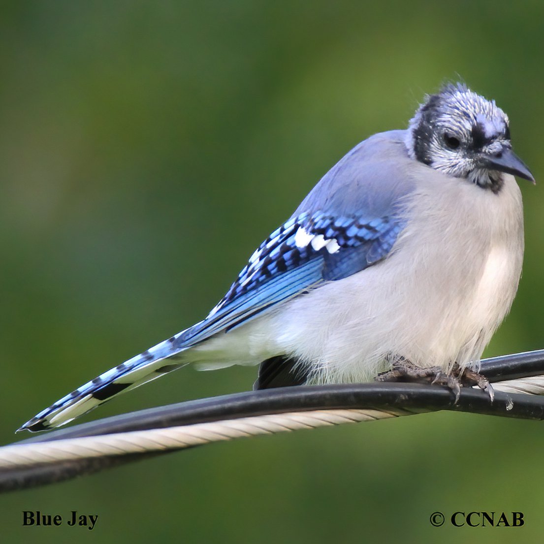 Birds of North America