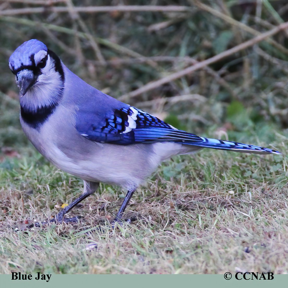 Birds of North America
