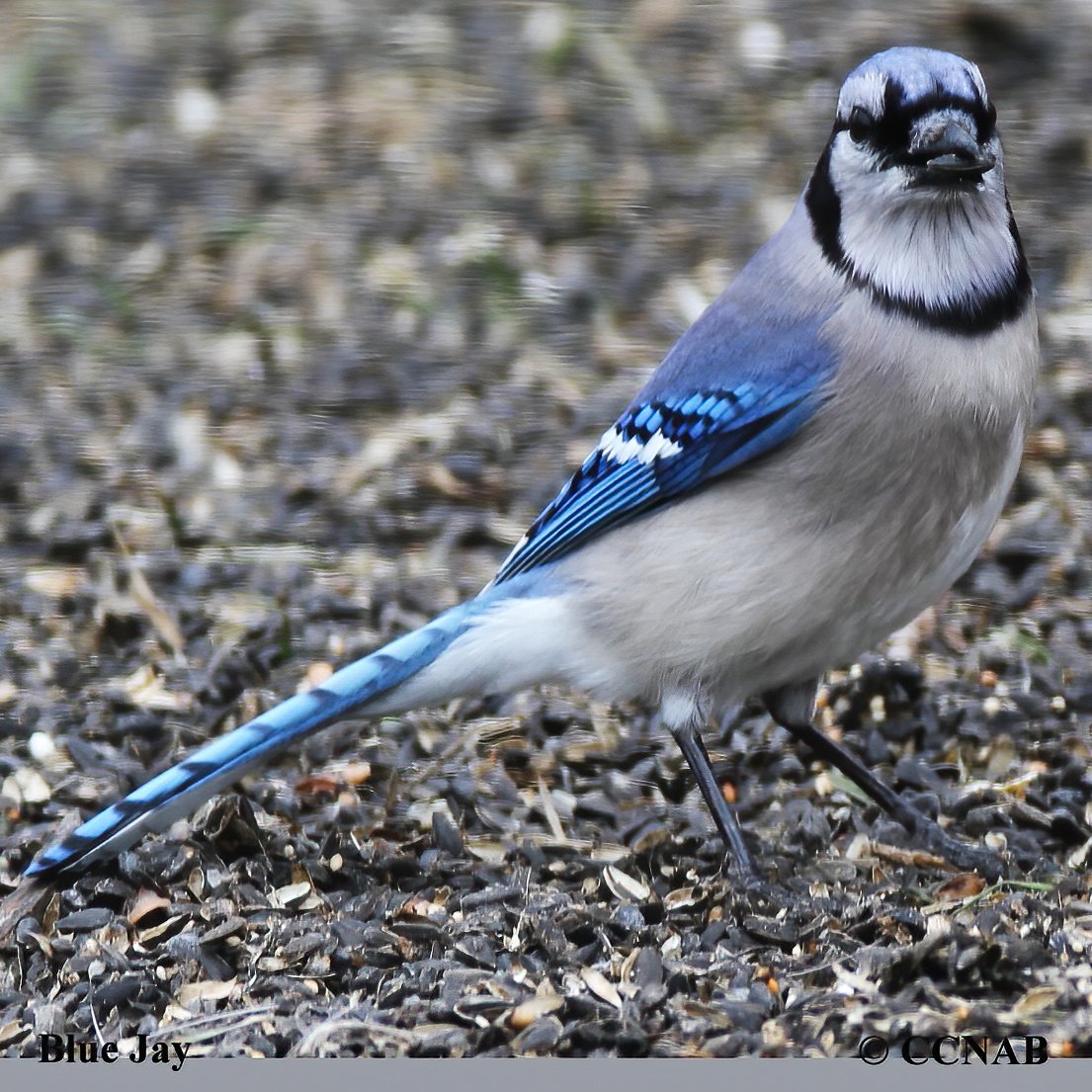 Birds of North America