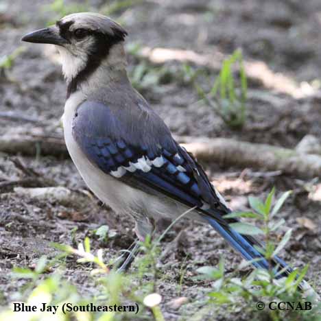 Blue Jay Southeastern